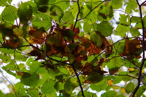 istock Colourful leaves in the autumn seen from below 1185244781