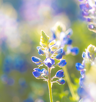 Texas blue bonnets (lupines)close up macro shot with a blurry bokeh background. Dreamy photo of flowers in the sun.