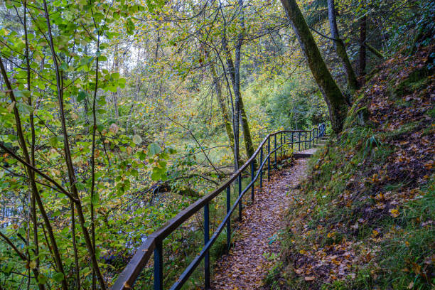 istock wet wooden footpath in green forest 1185245295