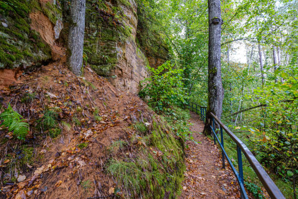 istock wet wooden footpath in green forest 1185245310