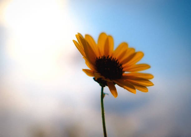 istock Sunflower in the sun with a blue sky background, isolated 1185245458