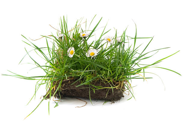 istock flower chamomiles and grass turf nature 118524581