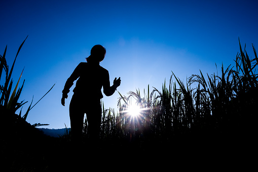 The girl in the backlit view of black shadow running and running in the rice fields with mountains and sunsets.