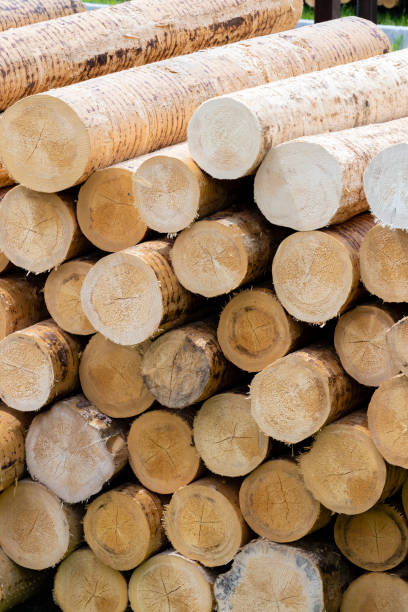 istock woodworking industry in Alps, Italy 1185247792