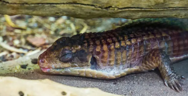 Photo of closeup of a sudan plated lizard sleeping, reptile in brumation, tropical animal specie from Africa