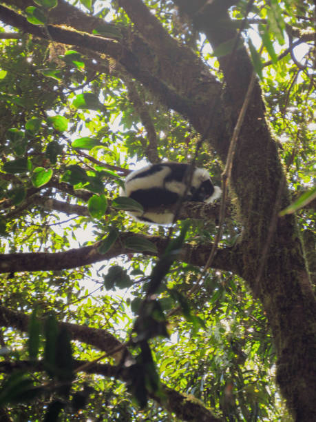 istock Ranomafana National Park in Madagascar 1185247934