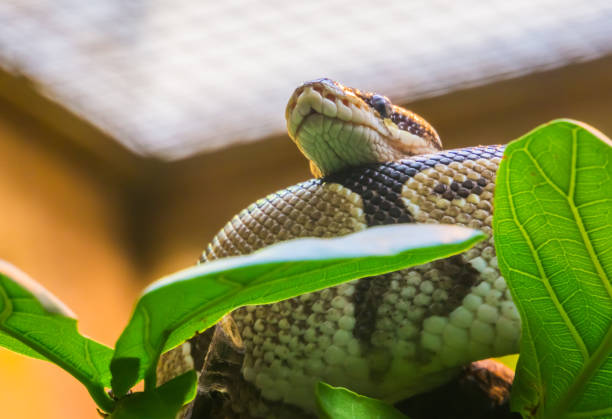 zbliżenie królewskiego pytona leżącego na drzewie, tropikalny wąż zwężający z afryki - royal python zdjęcia i obrazy z banku zdjęć