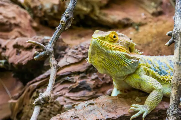 Photo of the face of a bearded dragon in closeup, colorful tropical lizard, popular terrarium pet in herpetoculture