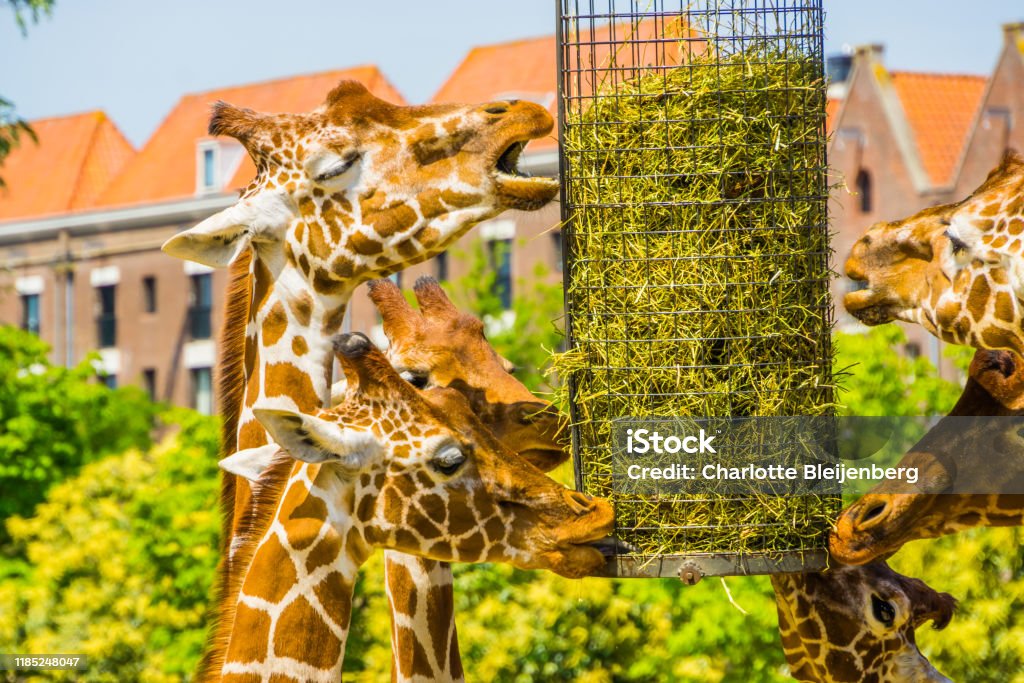 Reticulated Giraffes Eating Hay From A Basket Zoo Animal Feeding