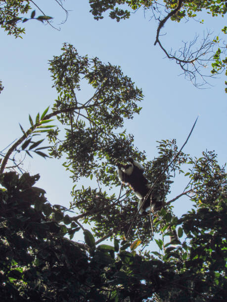 istock Ranomafana National Park in Madagascar 1185248180
