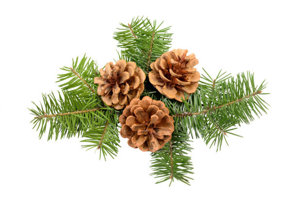istock Pine cones with Christmas tree branch isolated on a white background 1185248208