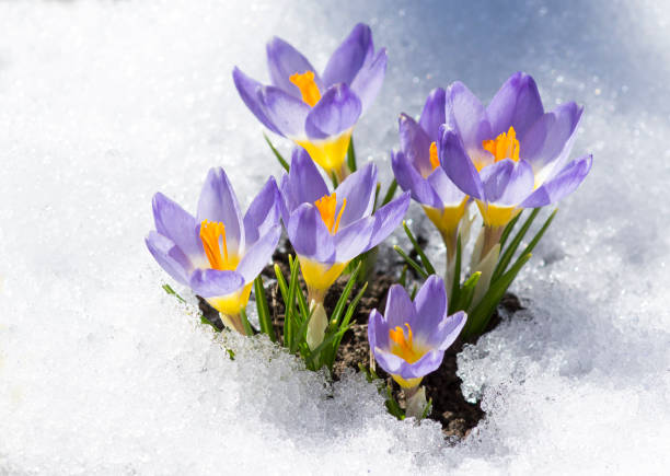 crocus violets sur la neige - crocus photos et images de collection