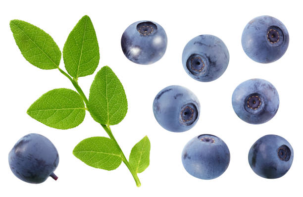 istock bilberry  branch and berries isolated on white background. 1185249786