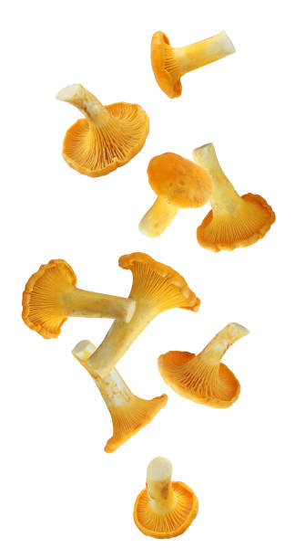 istock falling Chanterelle mushroom isolated on white background. 1185249822