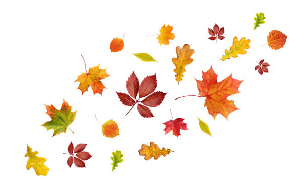 istock falling autumn leaves isolated on white background. 1185249919
