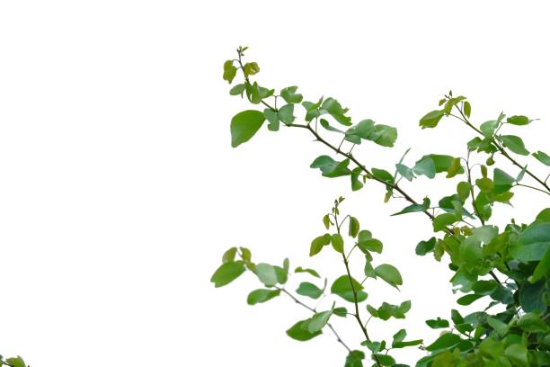 istock Tropical plant leaves with branches on white isolated background for green foliage backdrop 1185250529