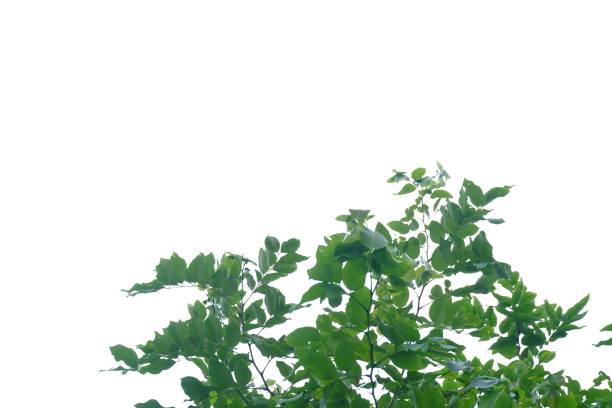 istock Tropical tree leaves and branches on white isolated background for green foliage backdrop 1185250588