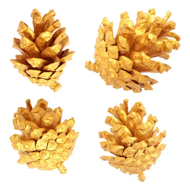 Vector illustration of Set of four gold painted pine cones isolated on white background - Christmas decoration in vector - illustration with unique and elegant design elements