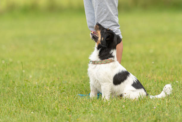 spaß und genießen sie das training mit einem kleinen jack russell terrier. besitzer und hund im park während der arbeit. - action dog outdoors animal trainer stock-fotos und bilder