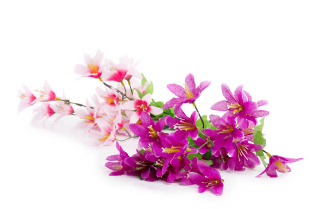 istock Close up of pink flowers. 1185251310