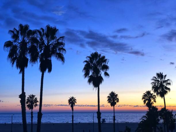 istock Palm trees in silhouette - Santa Monica Beach 1185252630