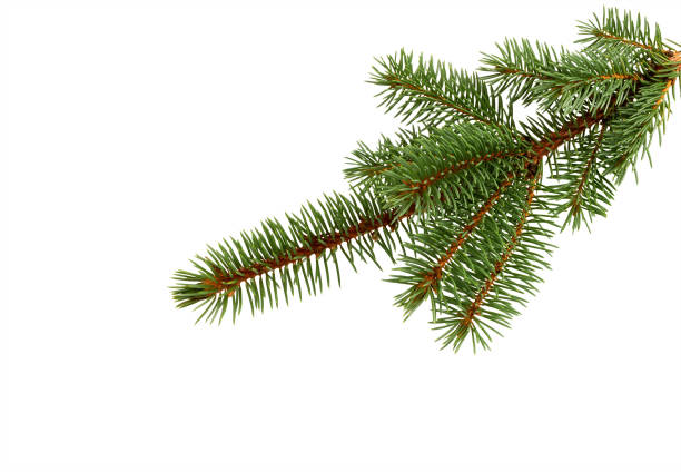 istock Fir tree branch isolated. Pine branch. Christmas decoration. 1185253629