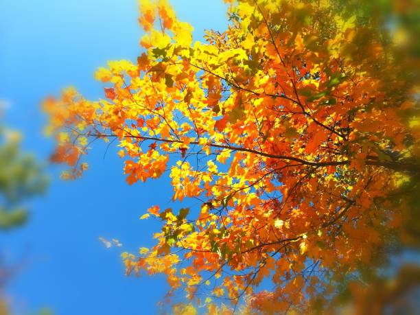 istock A season of color. 1185253933