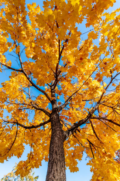 istock Single tree with trunk and fall colored leaves against a blue sky 1185253965