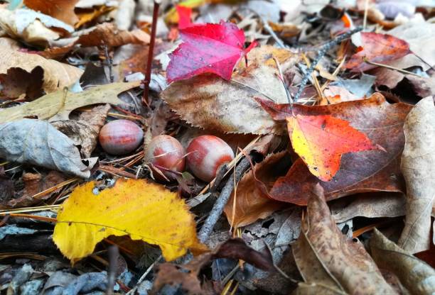 istock A season of color. 1185254060
