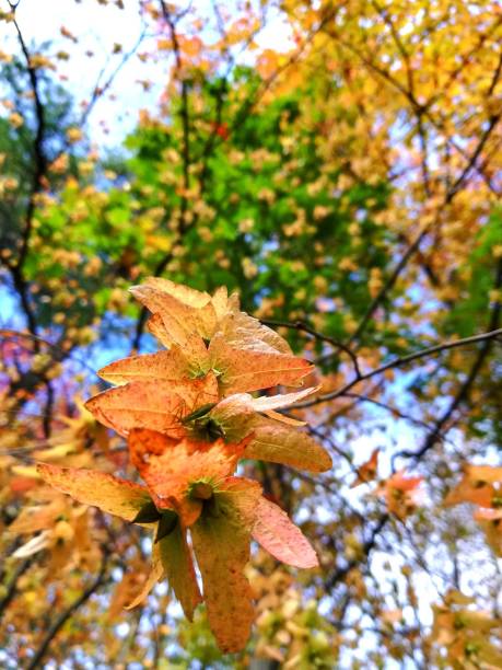 istock A season of color. 1185254149