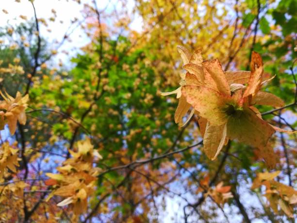 istock A season of color. 1185254215