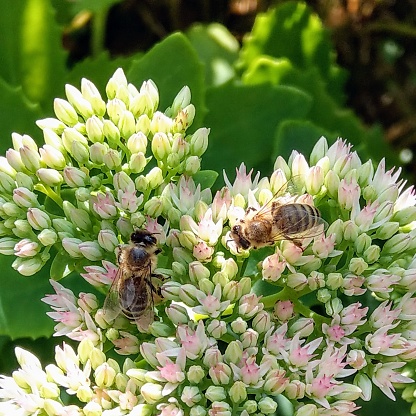 Two honeybees on sedum