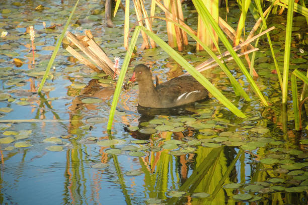 istock Dusky moorhen among green bulrush lake 1185257484