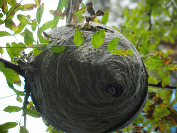 istock Vespiary or wasps nest in forest at summer 1185257505