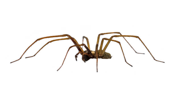 istock Giant house spider sideview isolated on white background 1185259068