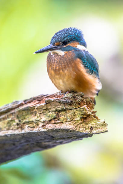 istock European Kingfisher waiting on log 1185259133