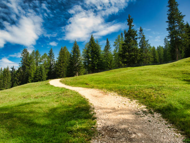 istock road in the forest at summer 1185259162