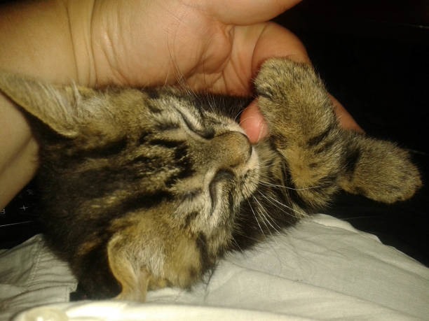 istock cat receives cuddles in one hand 1185259306