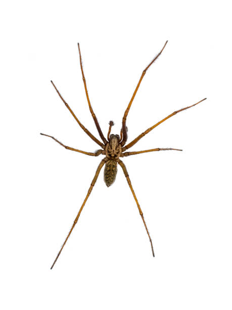 istock Giant house spider isolated on white background 1185259369