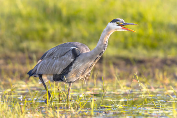 istock Grey heron hunting in wetland open beak 1185259486