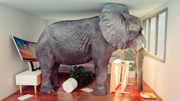 Concept image of elephant stuck in a small living room and looking to get out Concept of not having enough space in a house or apartment. Maybe it is time to move to another place. Elephant trapped inside the living room and looking out of the windows. Probably daydreaming about another place to live with more space.
Note: The image on the tv is also my work. File #1152458876 elefant stock pictures, royalty-free photos & images