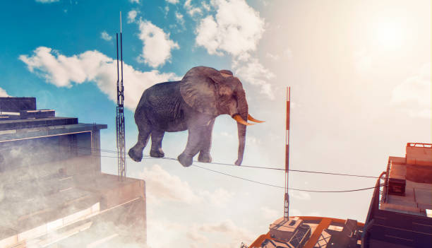 istock Concept of courage illustrated by elephant walking on small rope between two buildings 1185260106