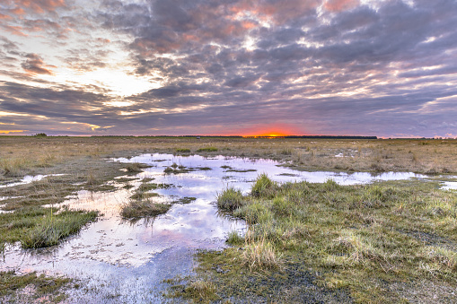 Water in Tidal Marshland nature reserve Verdronken land van Saeftinghe in Province of Zeeland. Netherlands