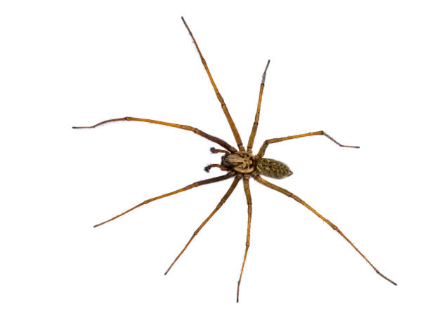 istock Giant house spider isolated on white background 1185260272