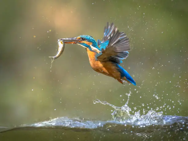 Common European Kingfisher (Alcedo atthis).  river kingfisher flying after emerging from water with caught fish prey in beak on green natural background