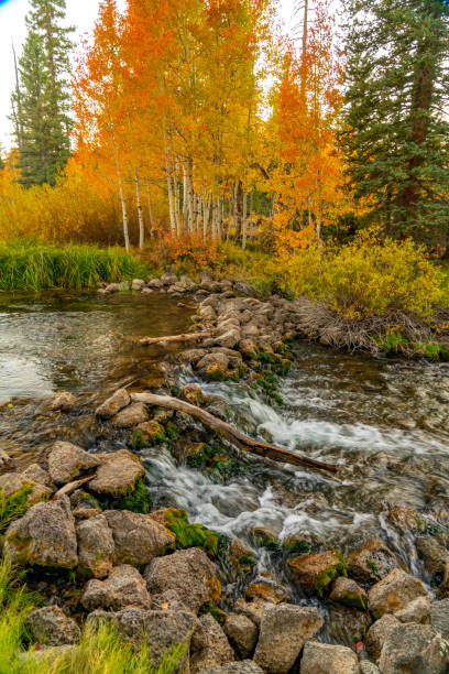 istock Aspen in Fall Along Duck Creek 1185260613