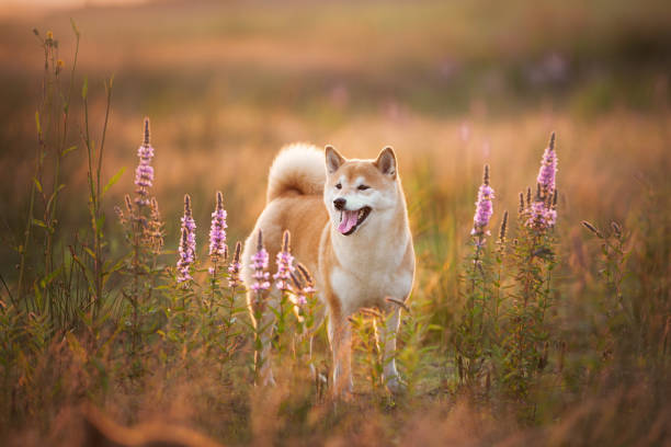 Beautiful Red Shiba inu dog standing in the field in summer at sunset Profile Portrait of beautiful red Shiba inu dog standing in the field at golden sunset in summer. Happy japanese shiba inu dog in backlight shiba inu stock pictures, royalty-free photos & images