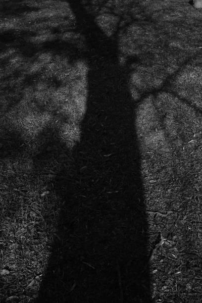 istock shadow of a large bare tree on the ground with grass and leaves. 1185260886
