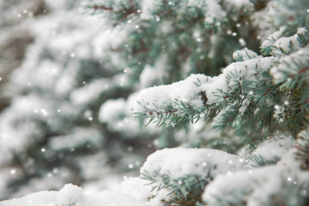 istock Beautiful winter landscape with snow covered trees 1185261916