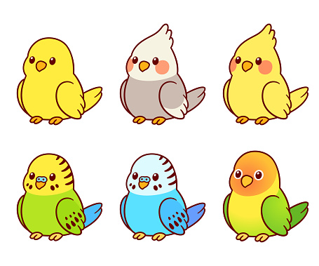 Cute cartoon pet birds illustration set. Cockatiel, parakeet, canary, lovebird. Small parrots isolated vector clip art.